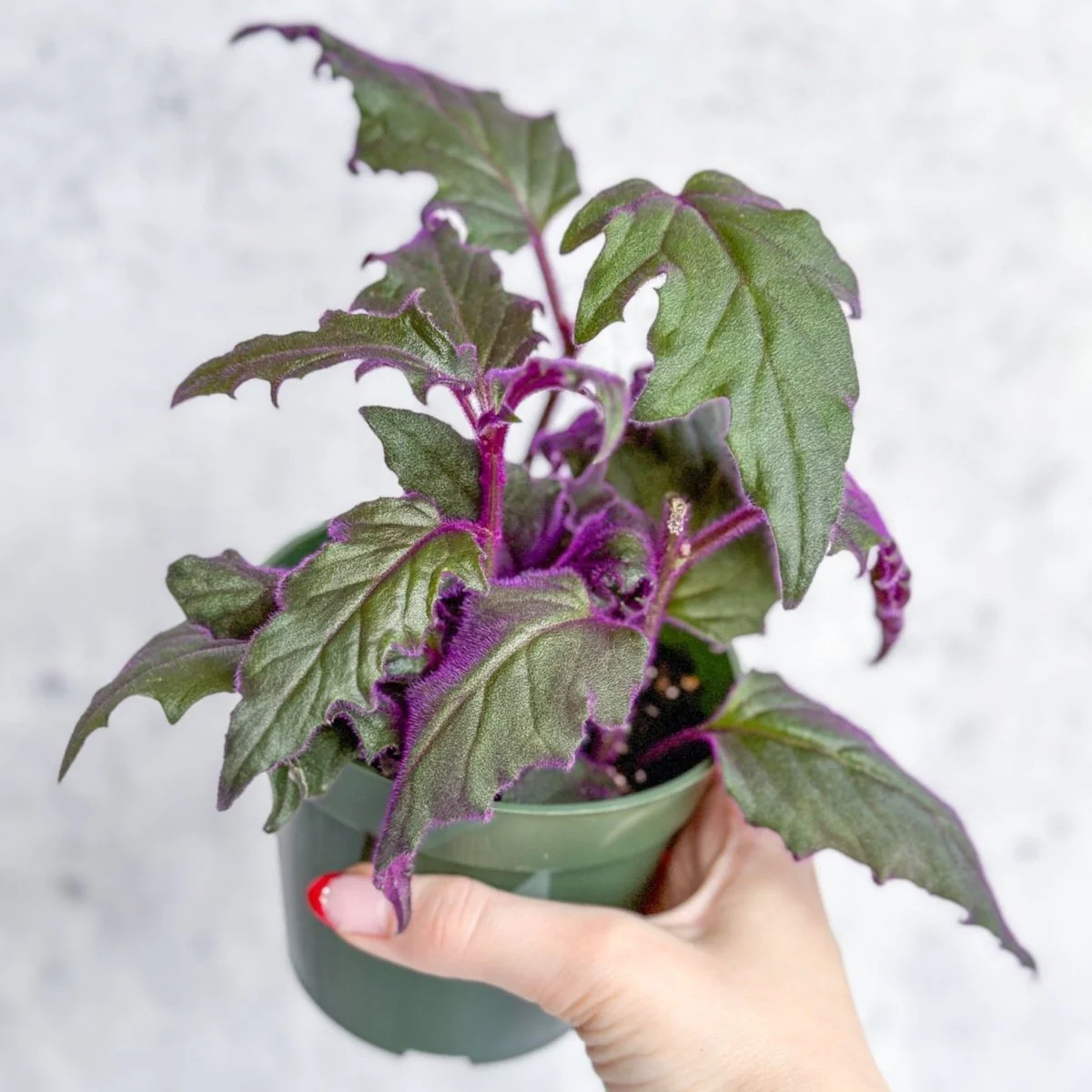 Gynura Aurantiaca 'Purple Passion'